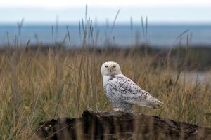 Snowy Owl